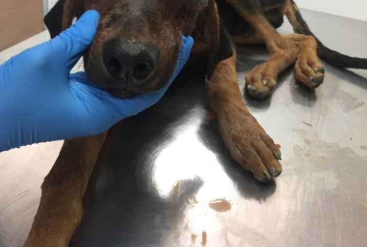 έβγαλε μάτια σκύλου