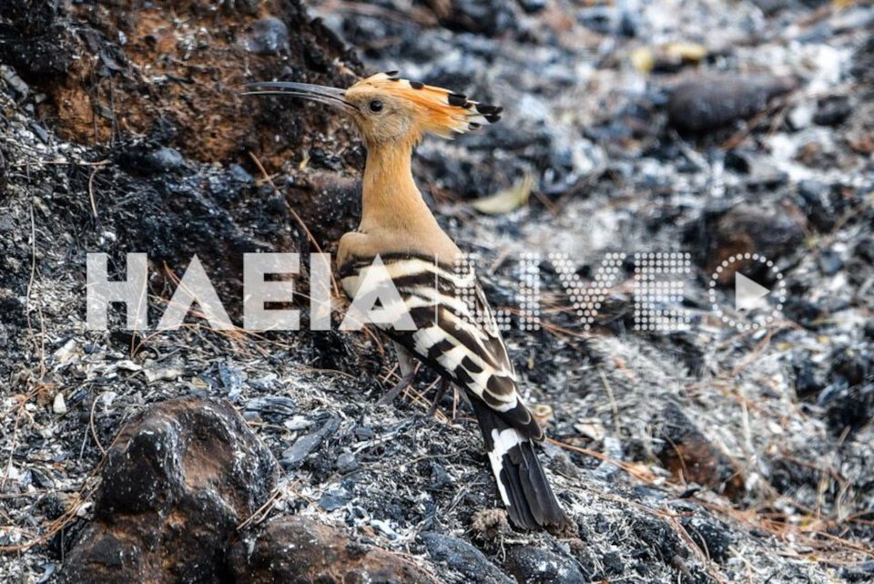 Η ζωή πάντα βρίσκει τρόπο να επικρατεί / Φωτογραφία: ilialive.gr