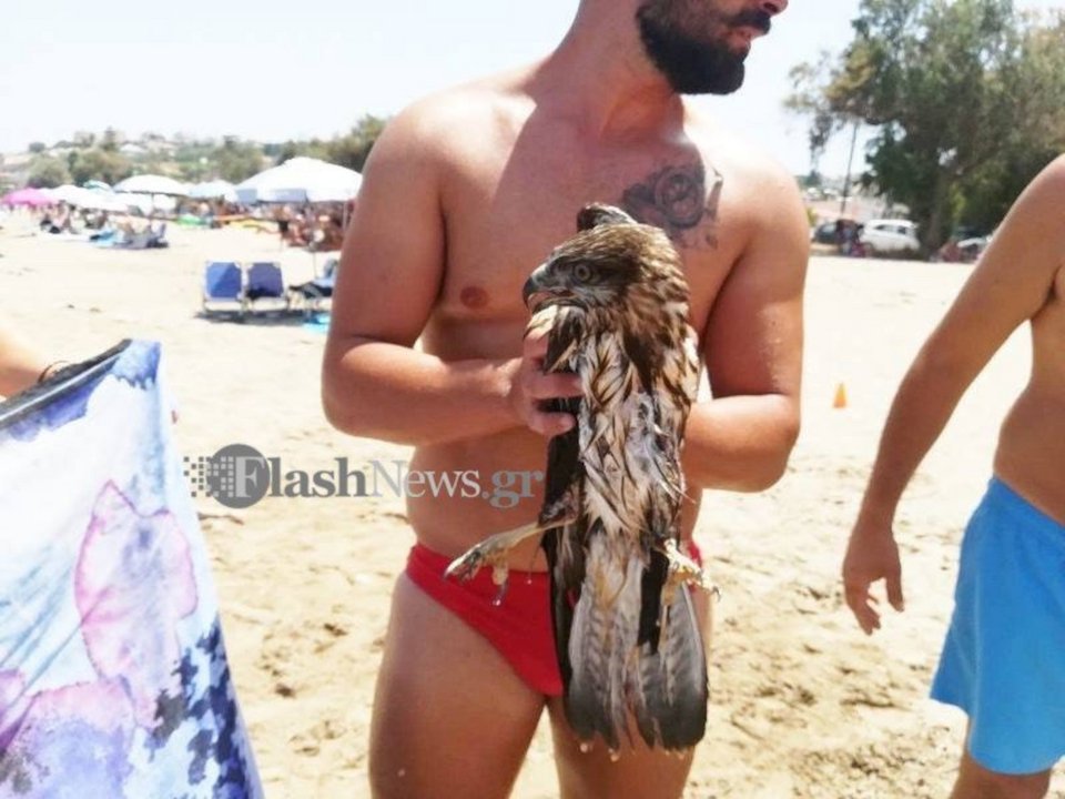 Ο ναυαγοσώστης με το γεράκι στα χέρια / Φωτογραφία: flashnews.gr