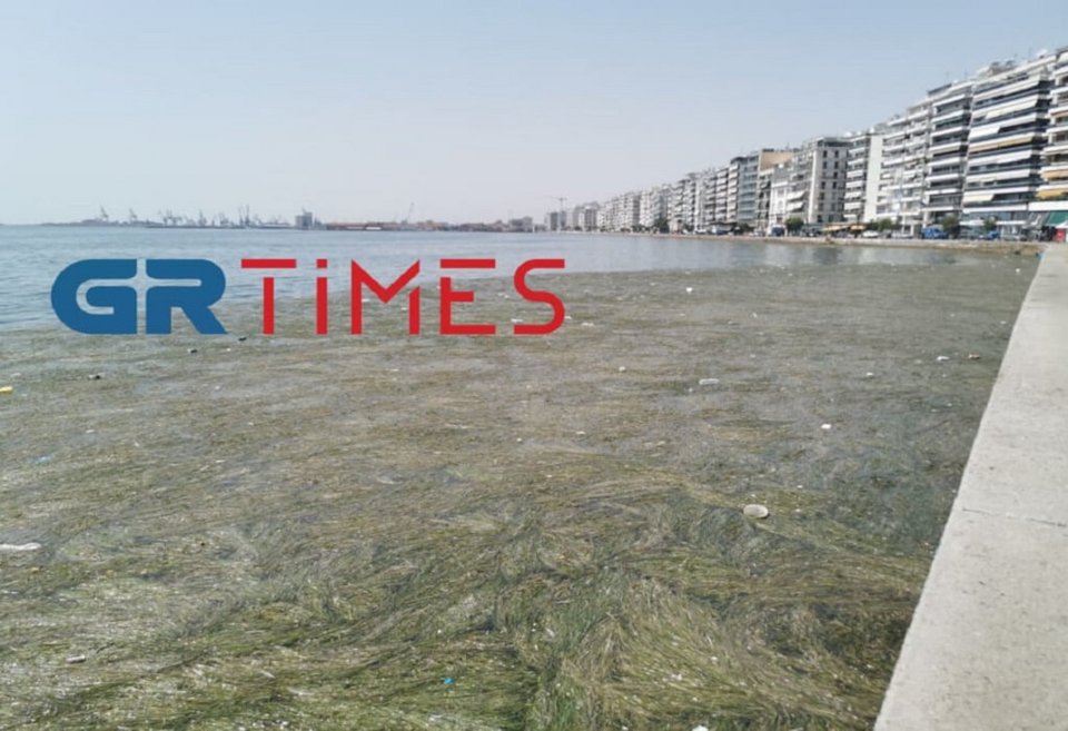 Τα φύκια «πλημμύρισαν» τον Θερμαϊκό