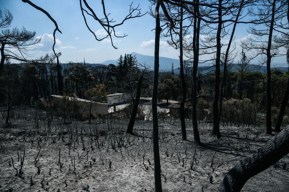 Τατόι μετά τη φωτιά