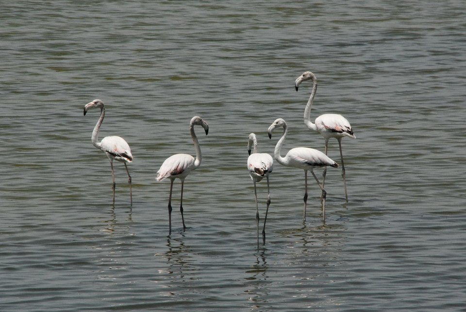 Παράκτιο τμήμα Δέλτα Αξιού/Φωτογραφία: Λία ﻿Παπαδράγκα 