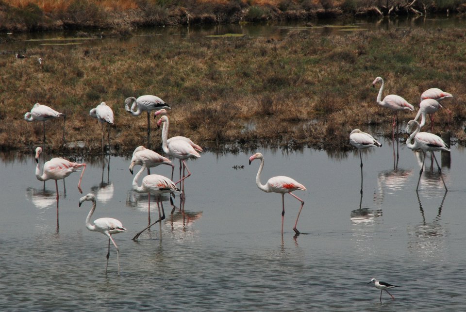 Παράκτιο τμήμα Δέλτα Αξιού/Φωτογραφία: Λία ﻿Παπαδράγκα