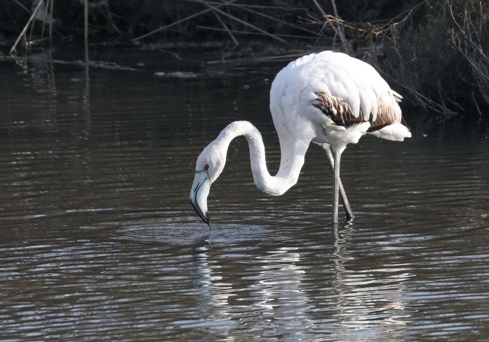 Εκβολές Λουδία/Φωτογραφία: Λία ﻿Παπαδράγκα 