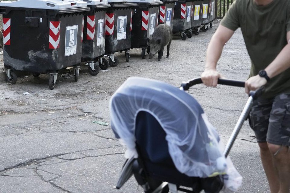 Αγριογούρουνα βολτάρουν ανενόχλητα σε ορισμένες συνοικίες της Ρώμης