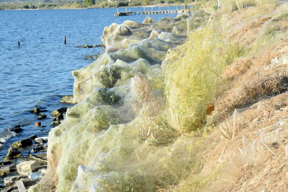αιτωλικό ιστός αράχνης