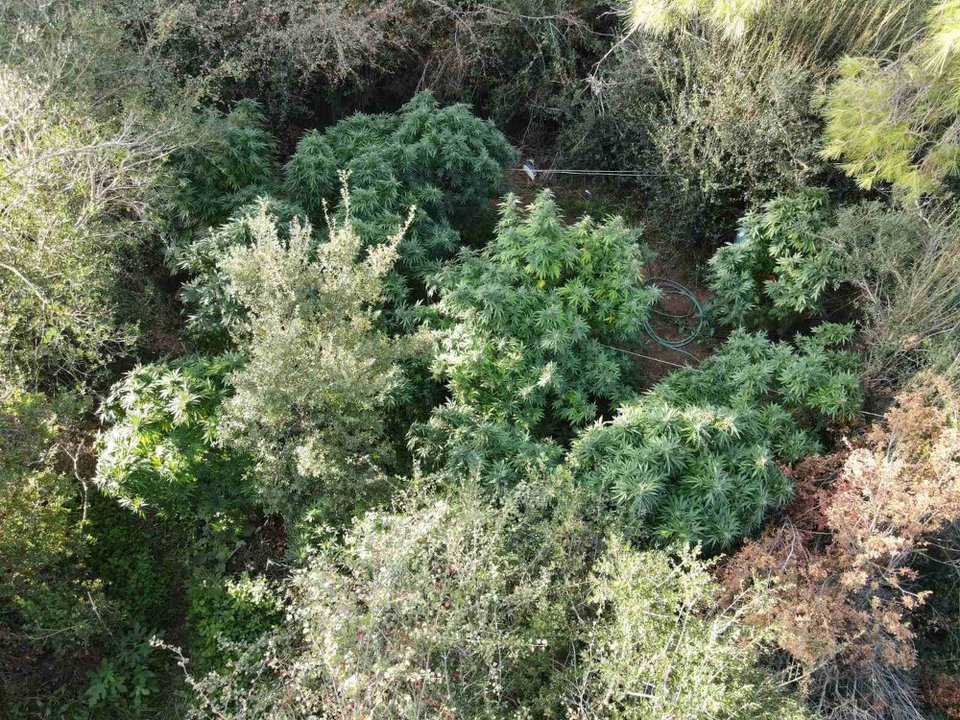 δενδρύλλια κάνναβης φυτεία 11/10/2021