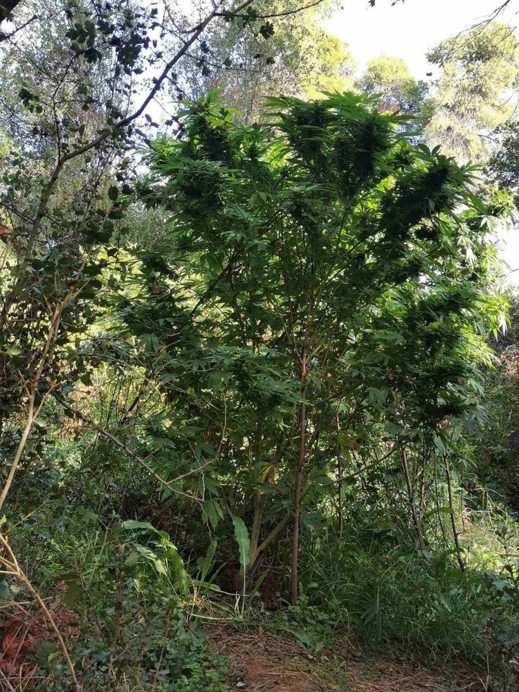 δενδρύλλια κάνναβης φυτεία 11/10/2021