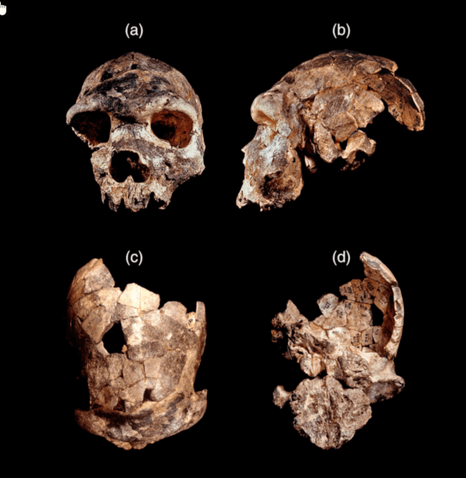 Ο Homo bodoensis