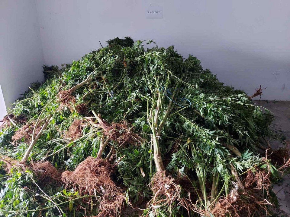 δενδρύλλια κάνναβης φυτεία 11/10/2021