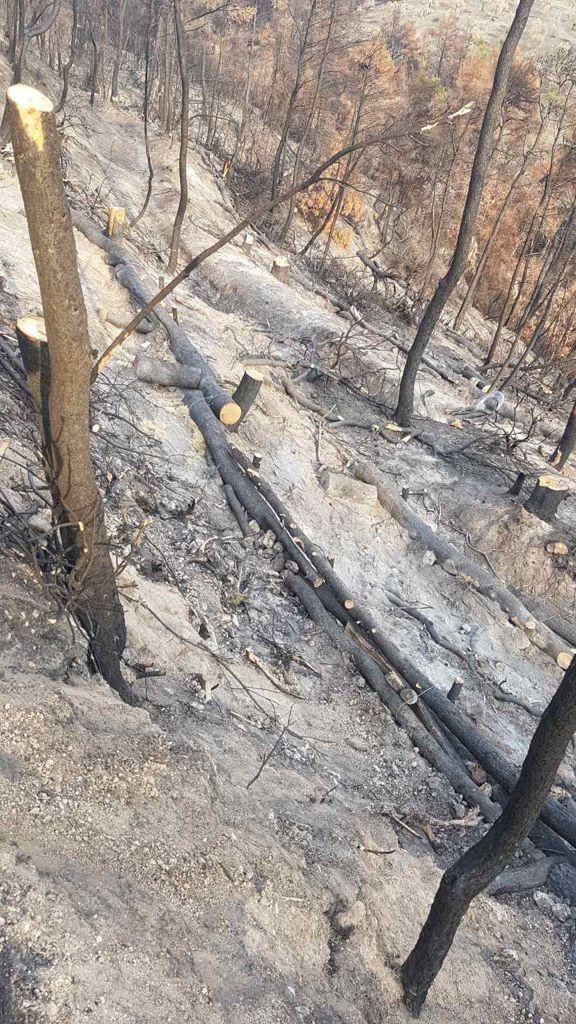 Πάνω από 700 δασεργάτες στις πυρόπληκτες περιοχές της Βόρειας Εύβοιας