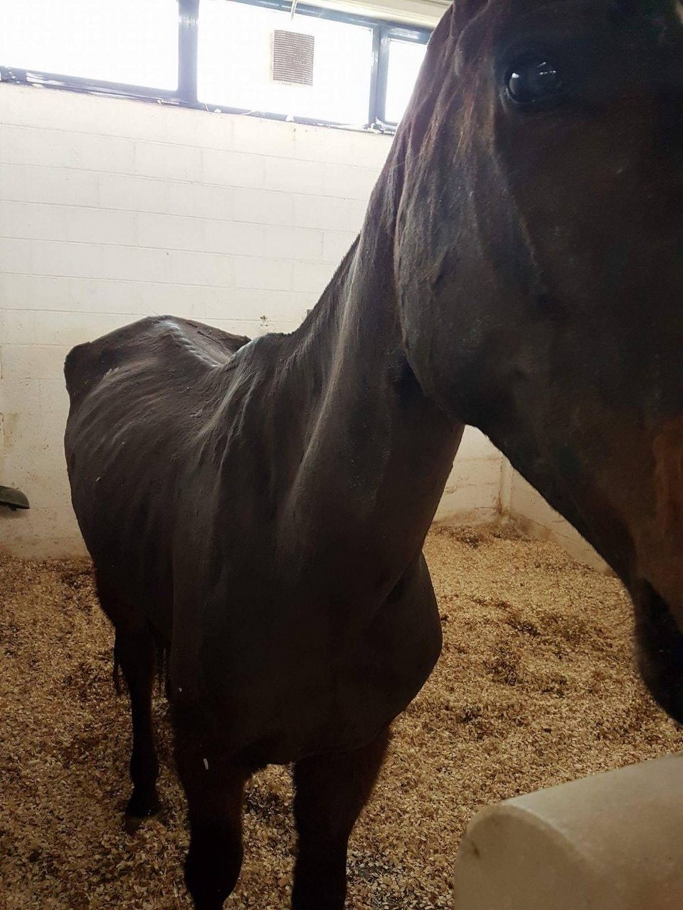 Σκελετωμένα άλογα 