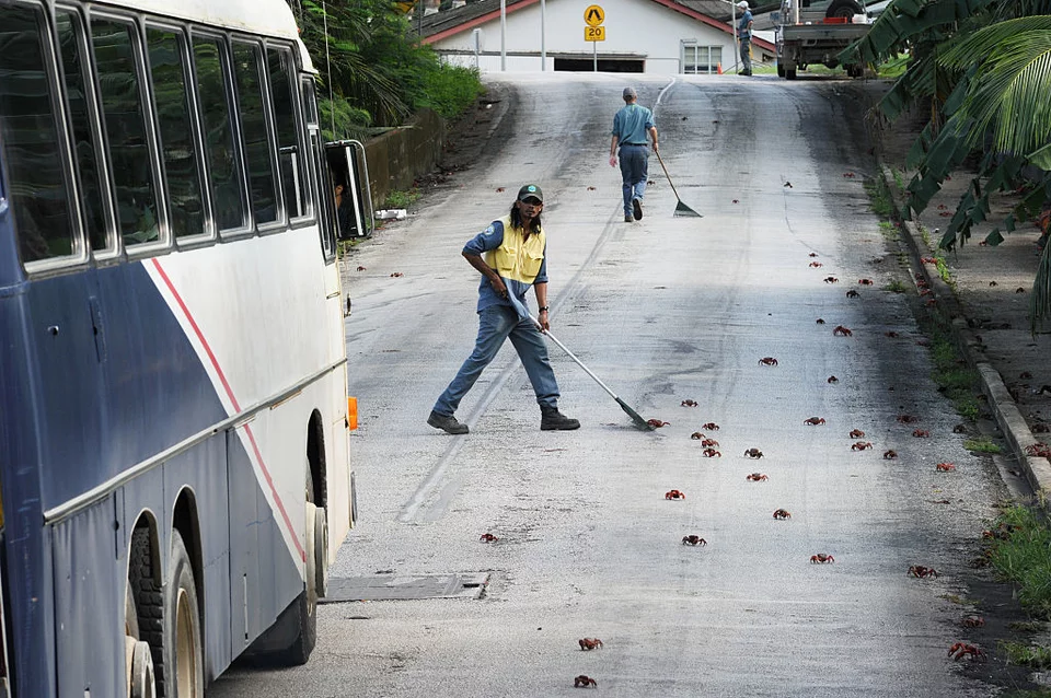 άνδρες σκουπίζουν τους δρόμους που είναι γεμάτοι κόκκινα καβούρια