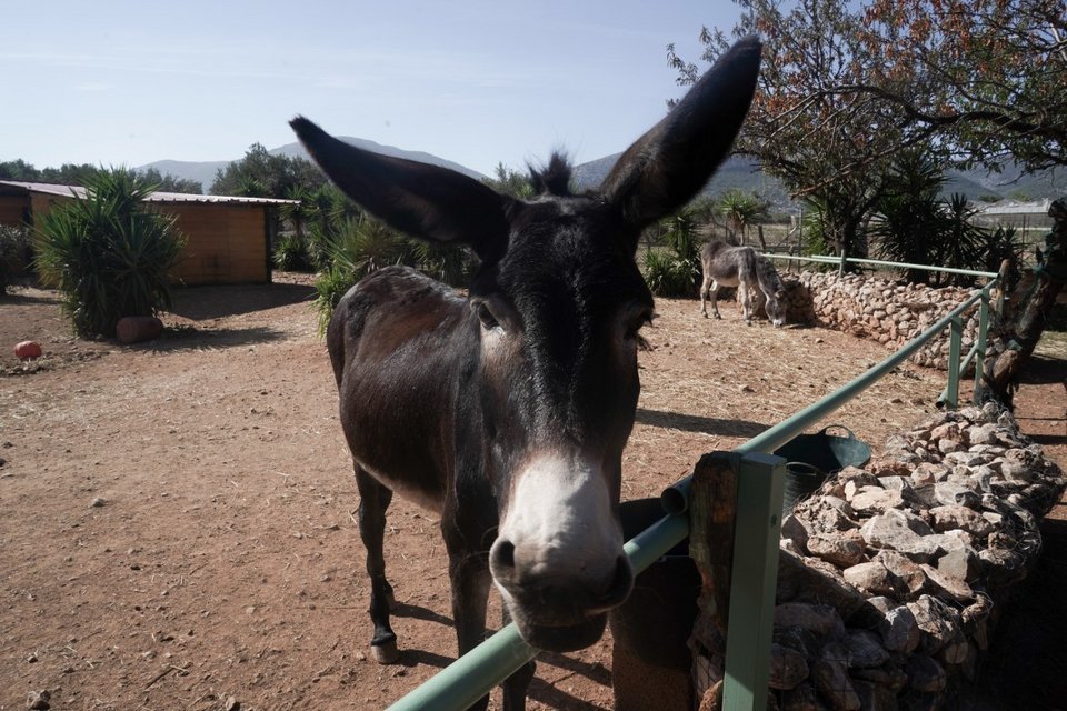Το κοπάδι έχει τους δικούς του κανόνες και ένα νέο γαϊδουράκι χρειάζεται το χρόνο του μέχρι να μπει.