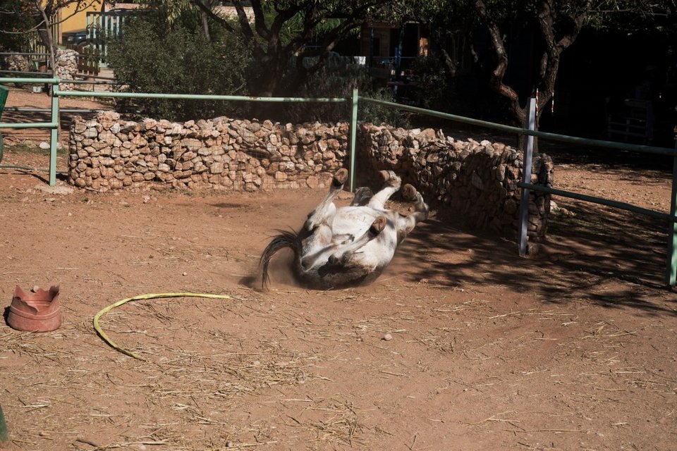 Τα γαϊδουράκια απολαμβάνουν να κάνουν τούμπες στο χώμα γιατί με αυτόν τον τρόπο ξεκουράζονται