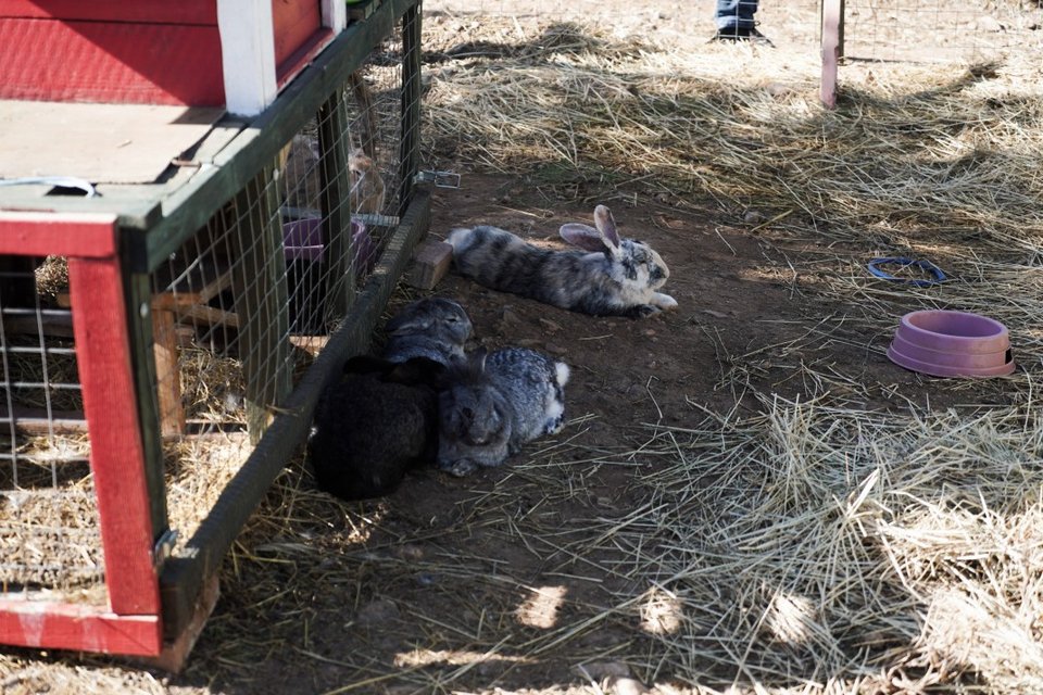 Τα περισσότερα κουνελάκια διασώθηκαν από τις φετινές πυρκαγιές