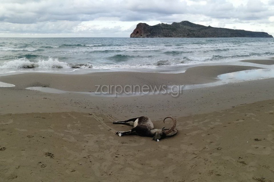 Το κρι-κρι ξεβράστηκε στην παραλία
