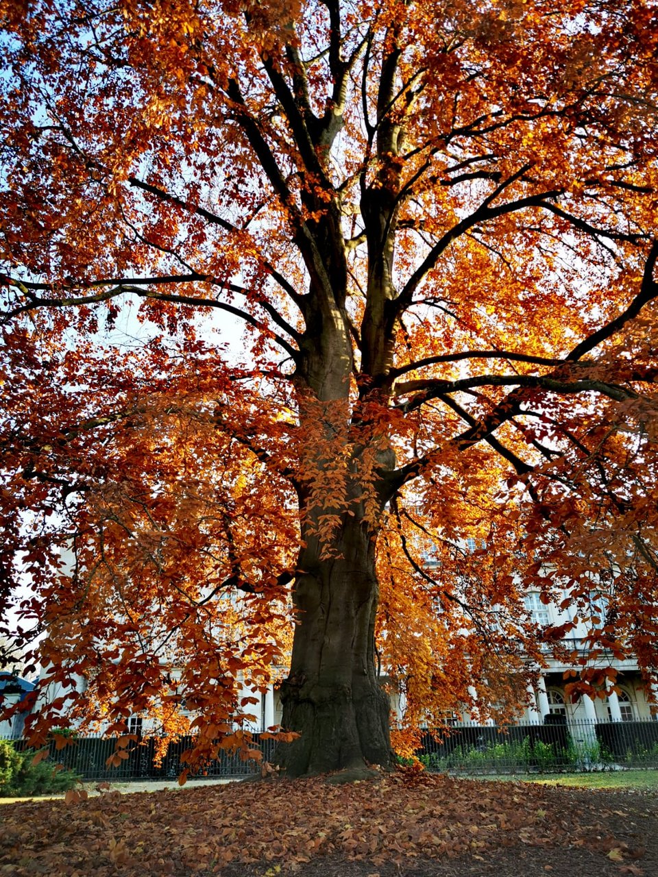 Το πάρκο Pepiniere.