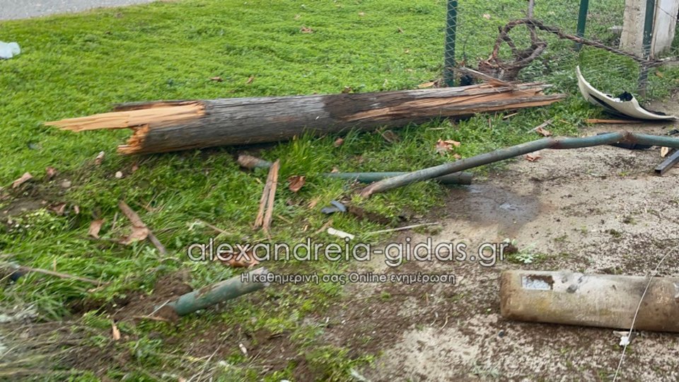 Φωτογραφία: alexandreia-gidas.gr