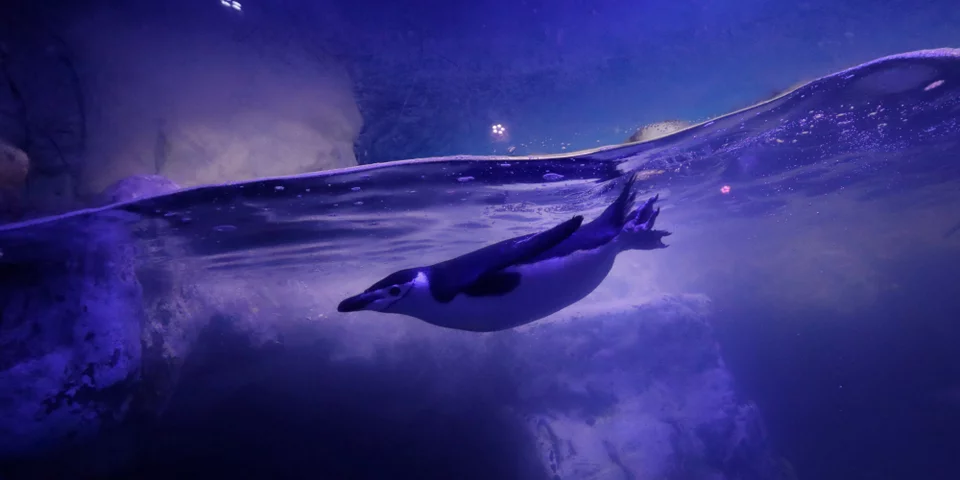 Ένας πιγκουίνος κολυμπά στο ενυδρείο Inbursa της Πόλης του Μεξικού στις 13 Ιανουαρίου 2021. Φωτογραφία: AP Photo/Rebecca Blackwell