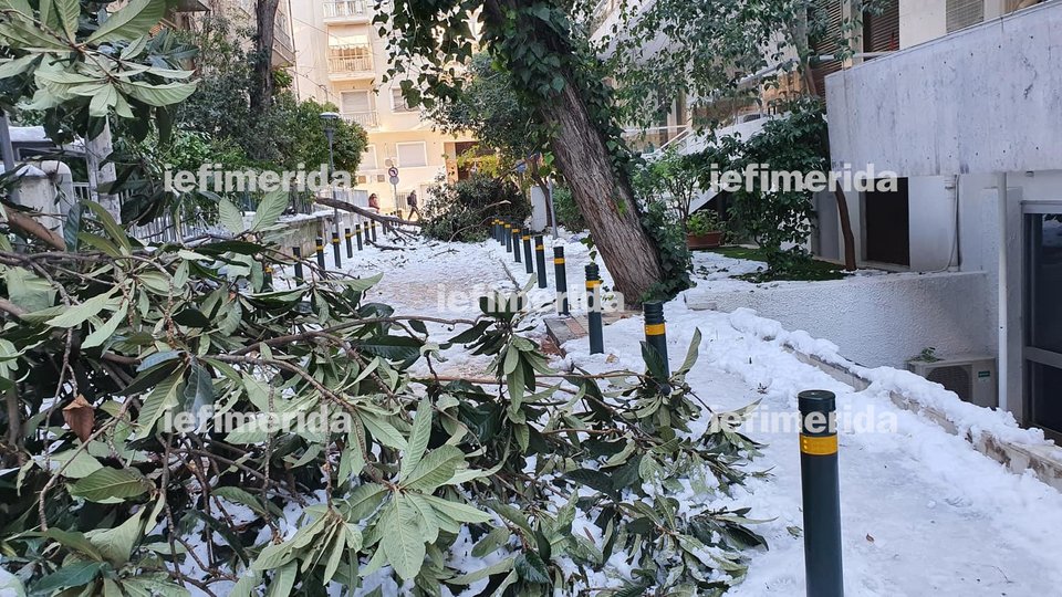 πεσμένα δέντρα Αθήνα