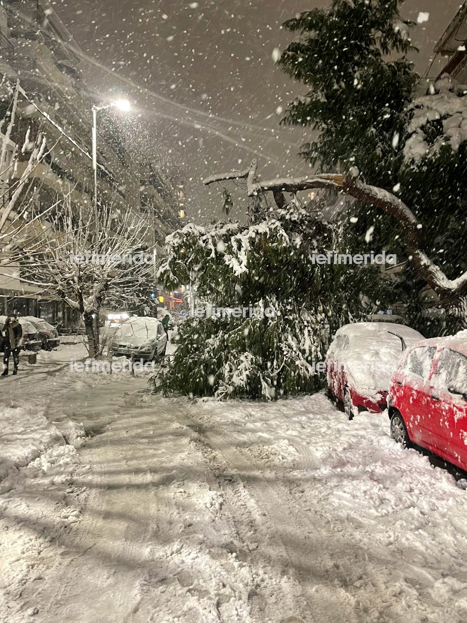 Πεσμένο δέντρο στη Νέα Σμύρνη