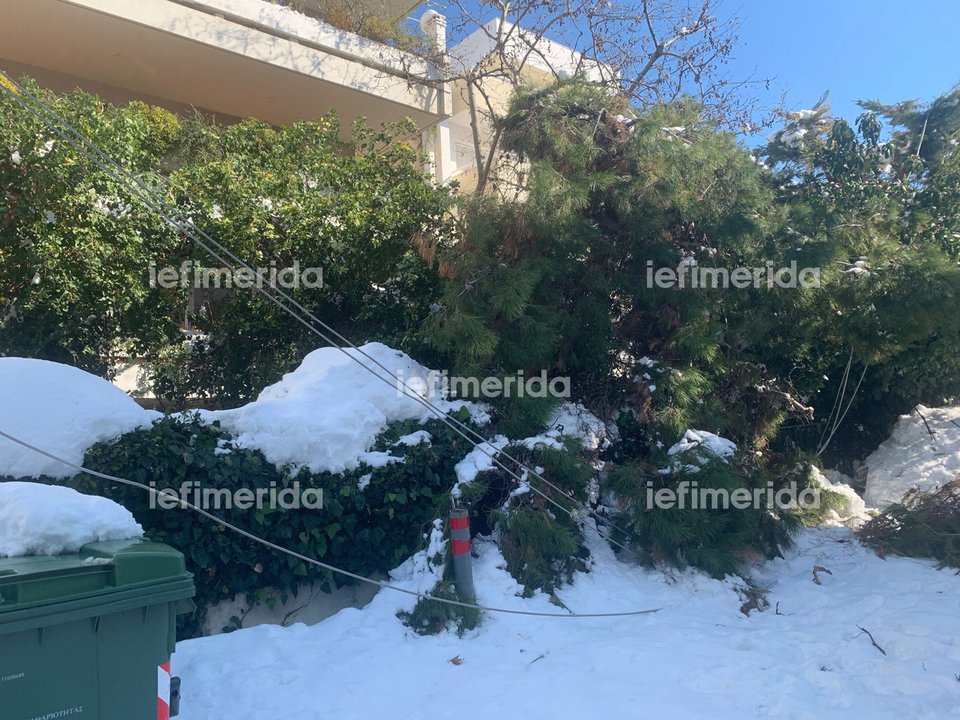 Η είσοδος της πολυκατοικίας αποκλείστηκε από το μεγάλο πεύκο