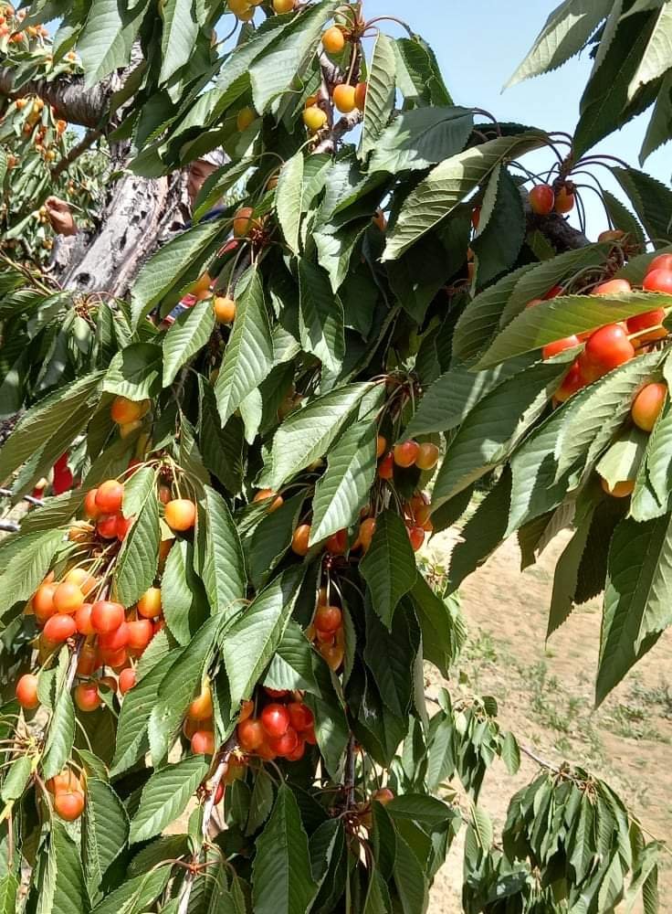 κερασια