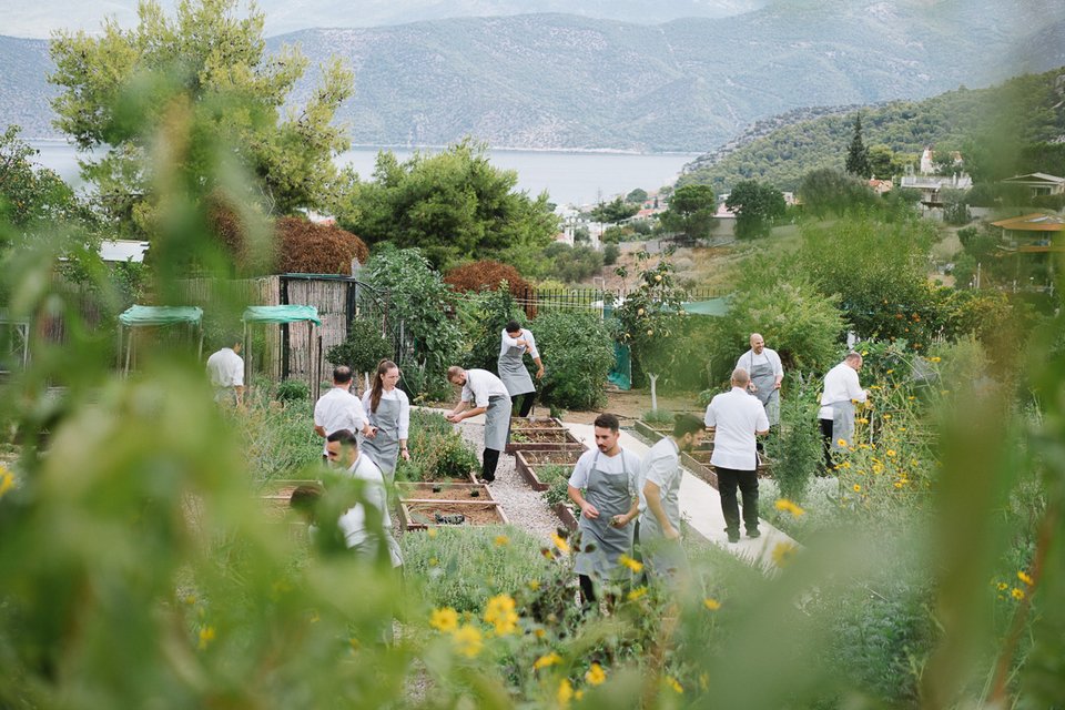 Η ομάδα του σεφ Τάσου Μαντή βοηθά στη συγκομιδή των βοτάνων και των βρώσιμων λουλουδιών στο κτήμα του Soil στο Αλεποχώρι  - Φωτογραφία: Yiamouris Studio