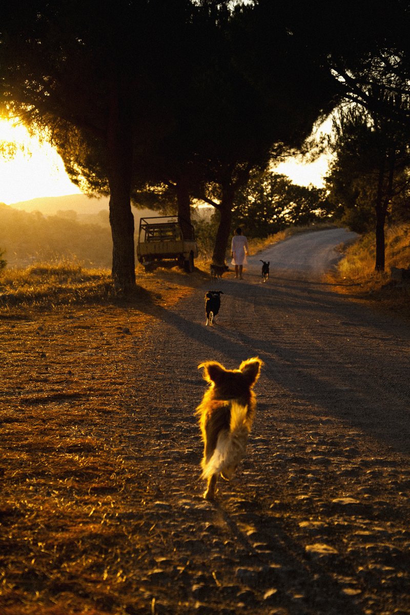 Η βόλτα με τα σκυλιά είναι μια καθημερινή μικρή ιεροτελεστία για την Claire - Φωτογραφία: Courtesy of Claire Lloyd