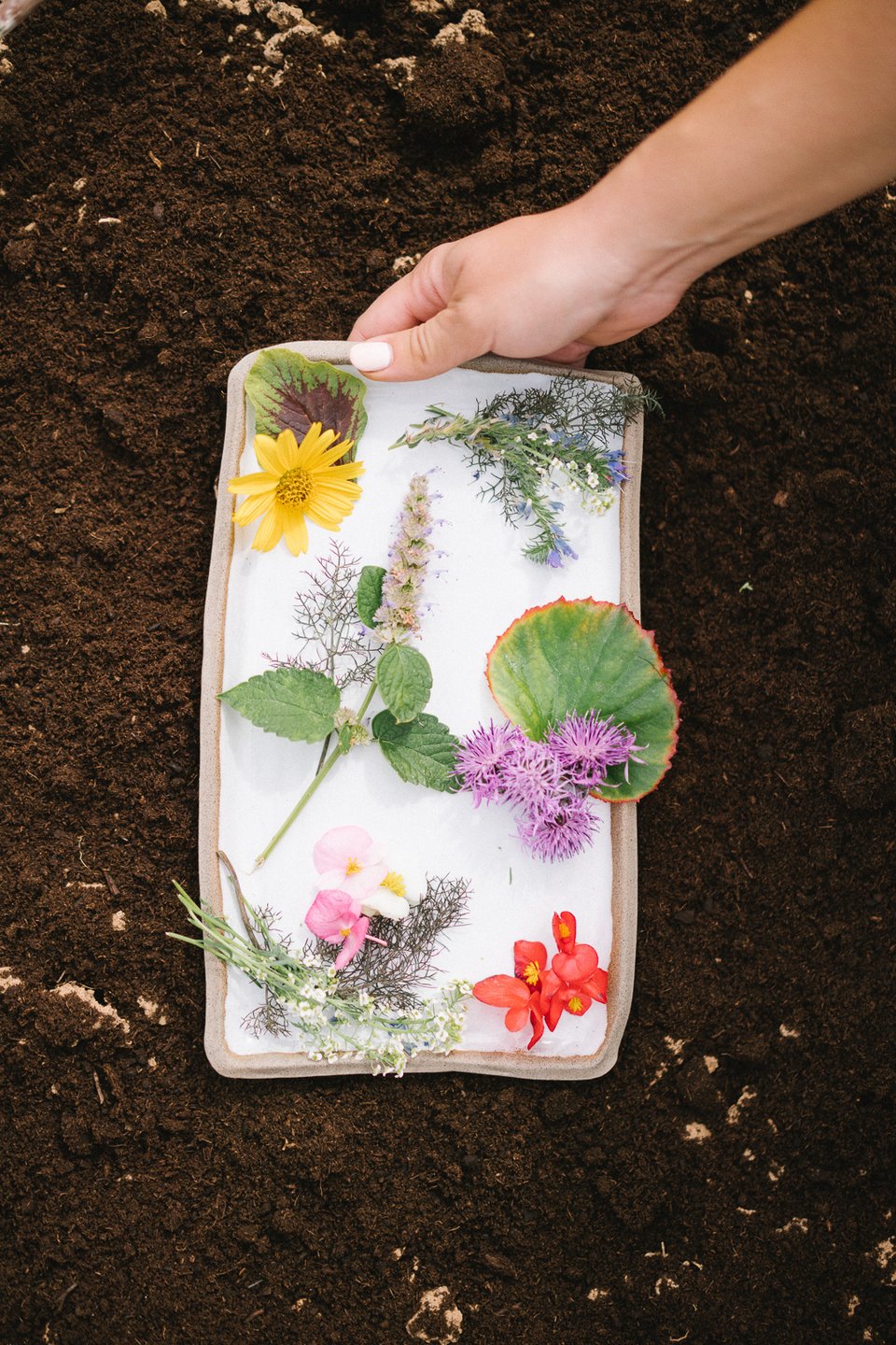 Βρώσιμα λουλούδια και βότανα που μεγαλώνουν βιολογικά στη φάρμα του Τάσου Μαντή, με τις φροντίδες του πατέρα του Μπάμπη Μαντή  - Φωτογραφία: Yiamouris Studio