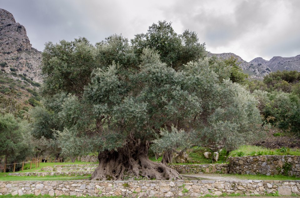 Η μνημειώδης ελιά στις Βούβες Χανίων