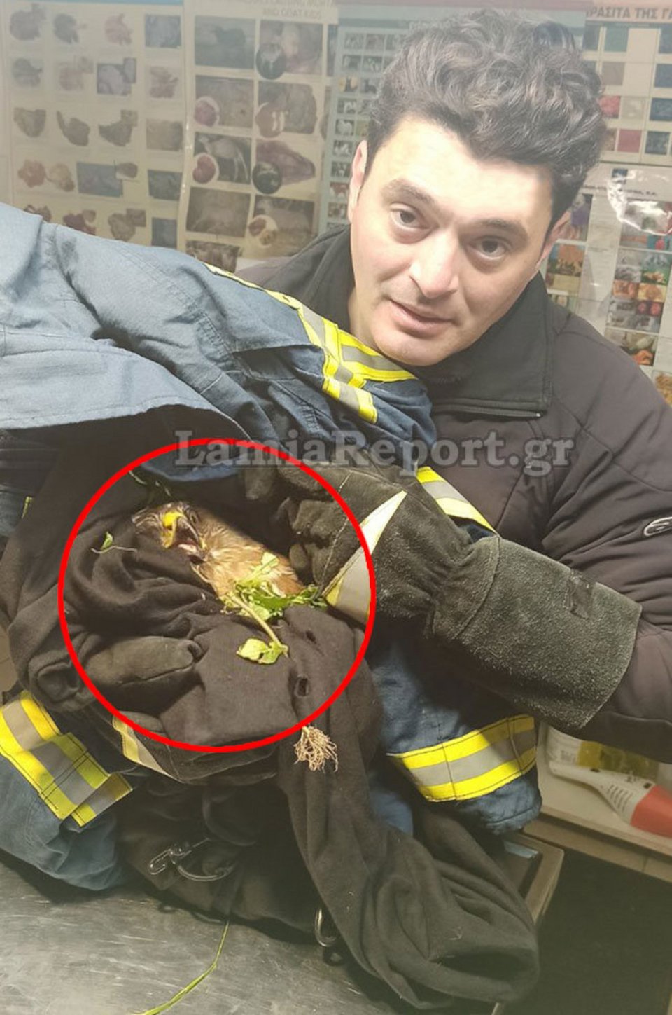 Οι πυροσβέστες διέσωσαν το γεράκι