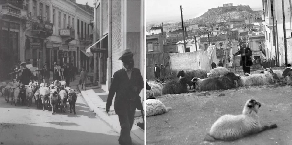 Προβατα στο Κολωνακι και στην Πλακα