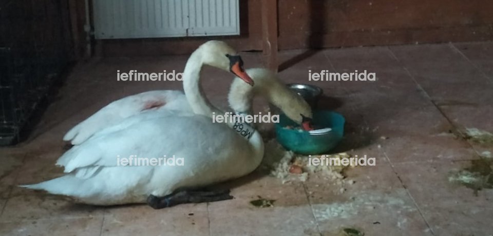 Το ζευγάρι των κύκνων όσο το θηλυκό νοσηλευόταν τραυματισμένο