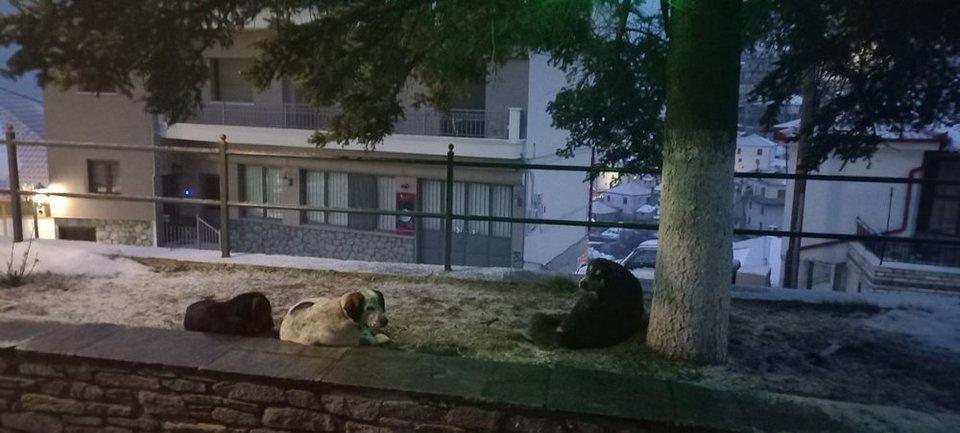 Φωτογραφία: Onlarrisa.gr
