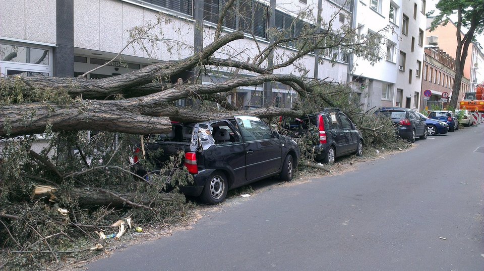 Τι προβλεπεται για τις πτώσεις δέντρων;