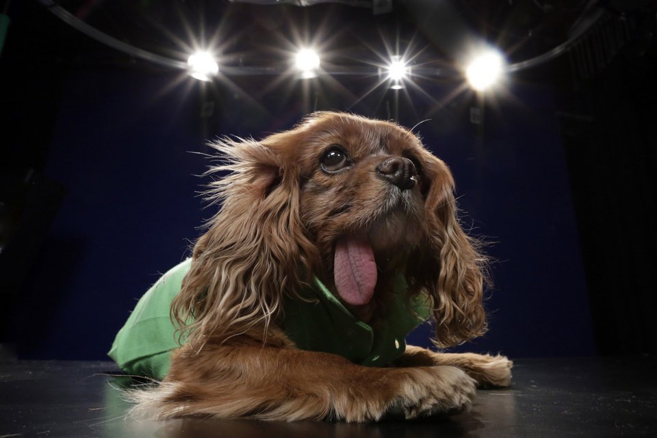 Σκύλος ράτσας Cavalier King Charles Spaniel