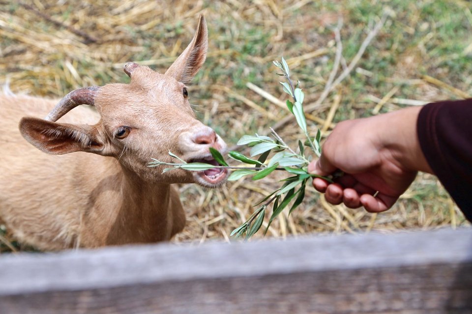 Τα πάντα στη φάρμα είναι βιολογικά, αγνά - Φωτογραφία: Courtesy of The Margi Farm