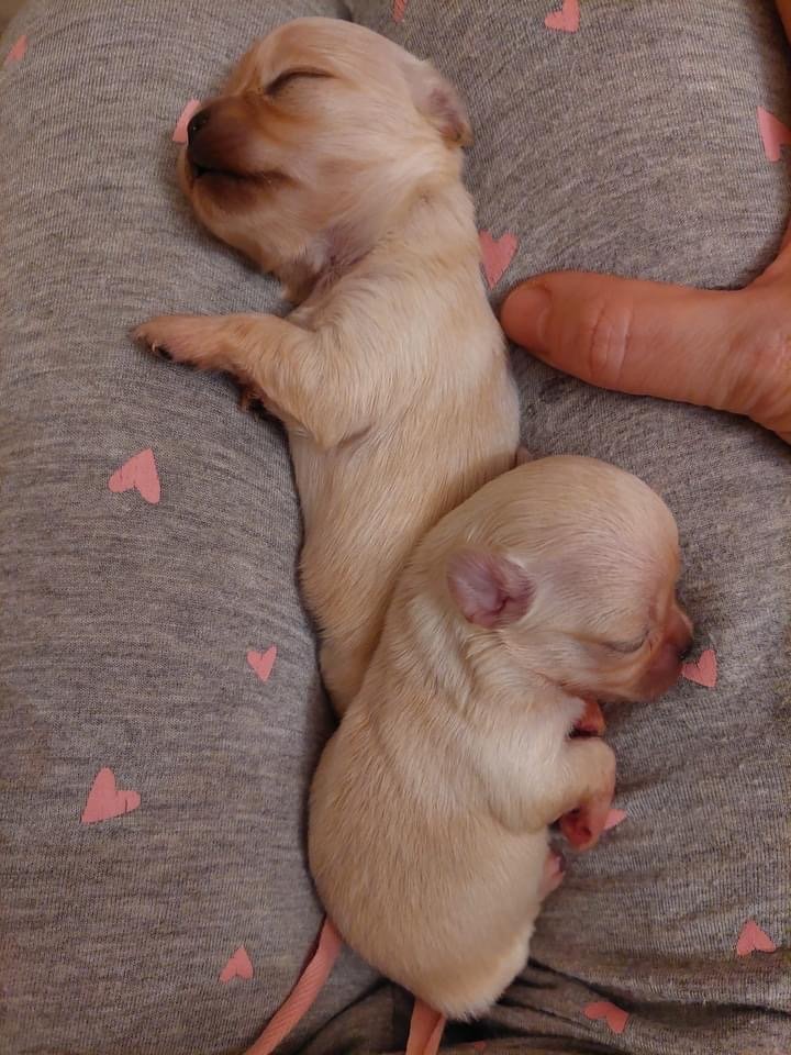 Tα δύο από τα νεογέννητα κουτάβια που επιβιώσαν στην αγκαλιά της Irene - Φωτογραφία: Irene Tantsyura/Facebook