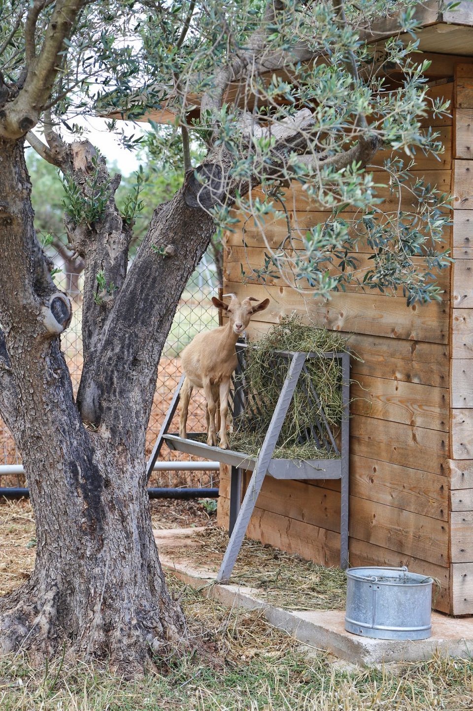 Η φάρμα έχει πολλές κατσίκες, τράγους και αρνάκια  - Φωτογραφία: Courtesy of The Margi Farm