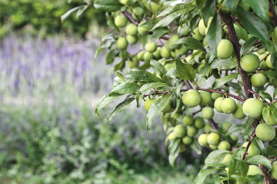 Η The Margi Farm είναι ένας παράδεισος που βρίσκεται στα Καλύβια, μισή ώρα από το κέντρο της Αθήνας - Φωτογραφία: Courtesy of The Margi Farm
