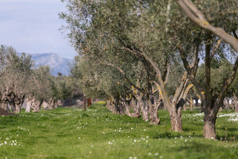 Το κτήμα έχει έκταση 20 στρεμμάτων  - Φωτογραφία: Courtesy of The Margi Farm