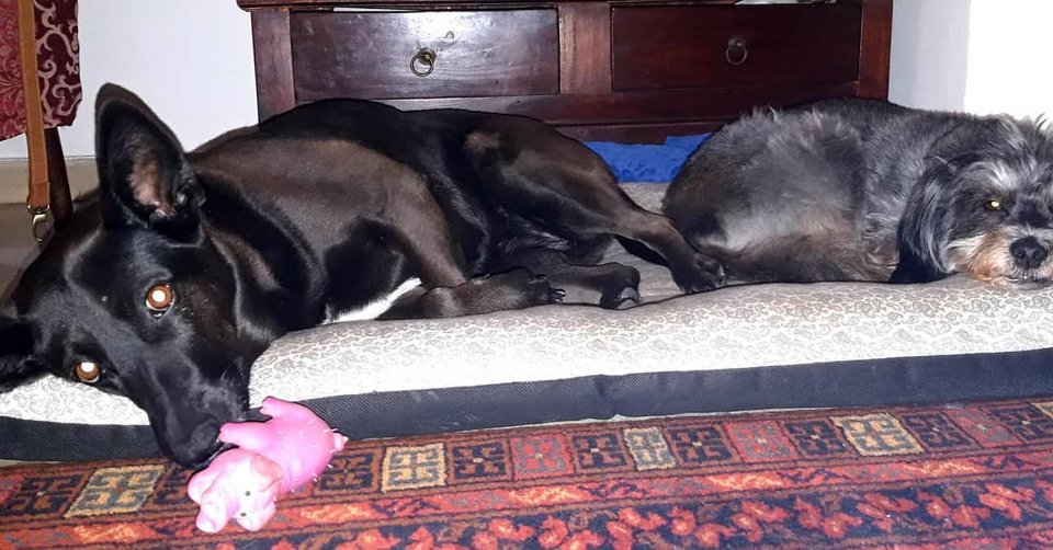 Τα σκυλιά της Ευφημίας Καλογιάννη