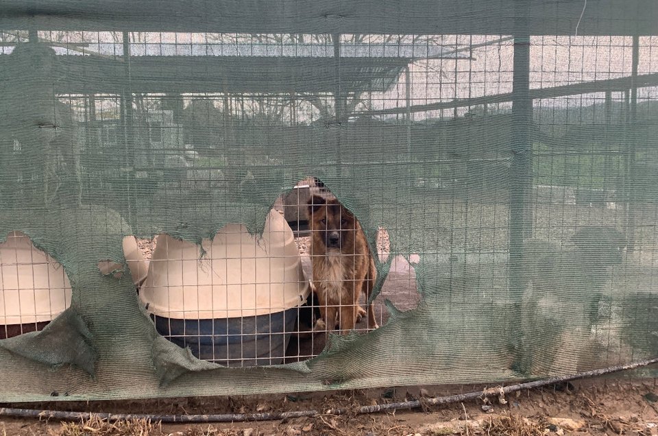 Οι εθελοντές κάνουν έκκληση για την υιοθεσία των σκυλιών