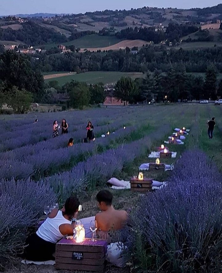 κόσμος χαλαρώνει ανάμεσα σε καλλιέργειες λεβάντας