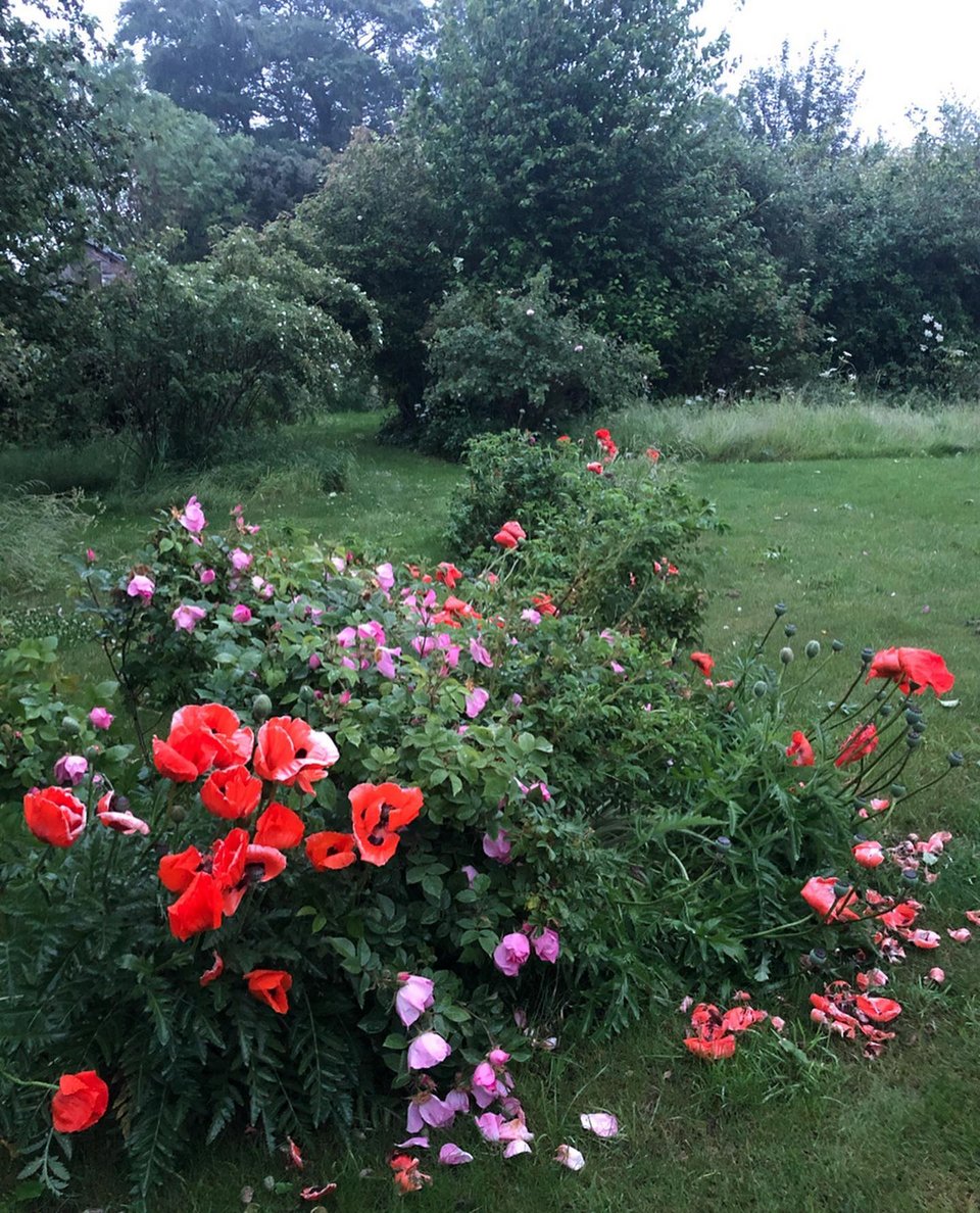 Η ίδια φυτεύει λουλούδια πλάι σε αγριολούλουδα που φυτρώνουν μόνα τους, όπως οι υπέροχες παπαρούνες κάθε άνοιξη / Φωτογραφία: amandacbrooks/Instagram 
