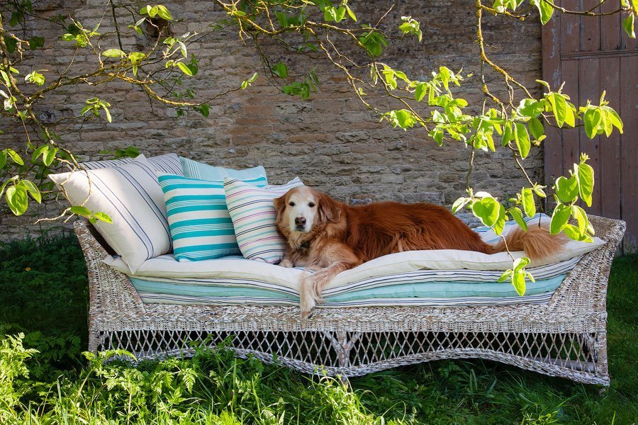 O σκύλος της οικογένειας σε στιγμή σιέστας / Φωτογραφία: amandacbrooks/Instagram 
