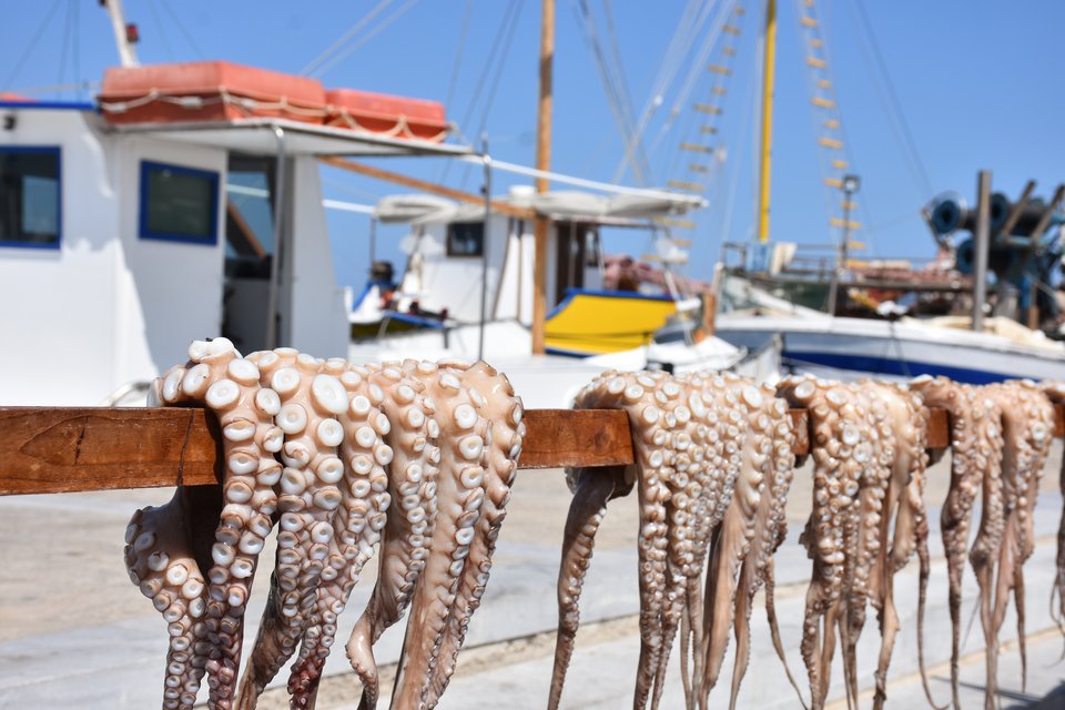 Τα χταπόδια στον ήλιο, μια κλασική εικόνα στο λιμάνι της Νάουσας - Φωτογραφία: Νίκη Μηταρέα