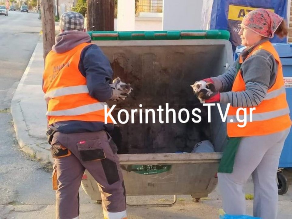 Οι καθαριστές ήταν παρατηρητικοί και διέσωσαν τα γατάκια